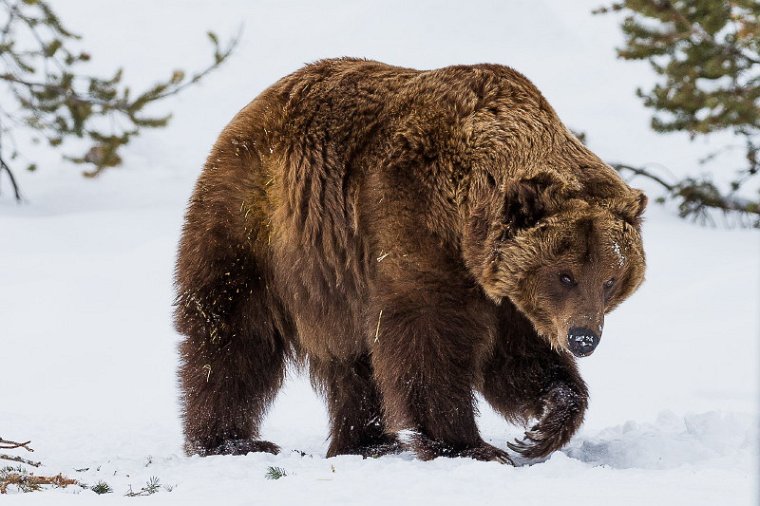 22 West-Yellowstone, grizzly.jpg